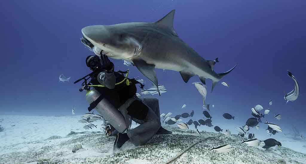 Dive in Playa del Carmen Mexico