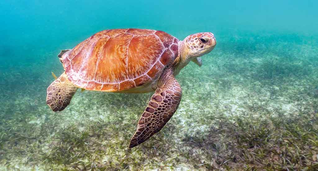 Akumal Beach in Playa del Carmen Mexico