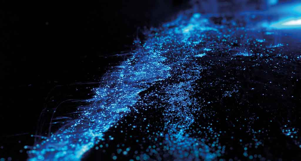 Bioluminescence in Puerto Escondid Mexicoo