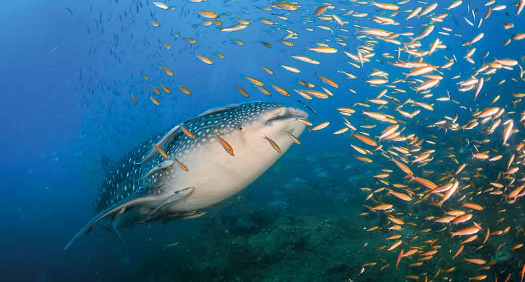 Whaleshark in Koh Phangan