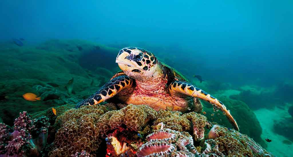 Sea Turtle on Coral Reef from scuba diving at Koh Lipe