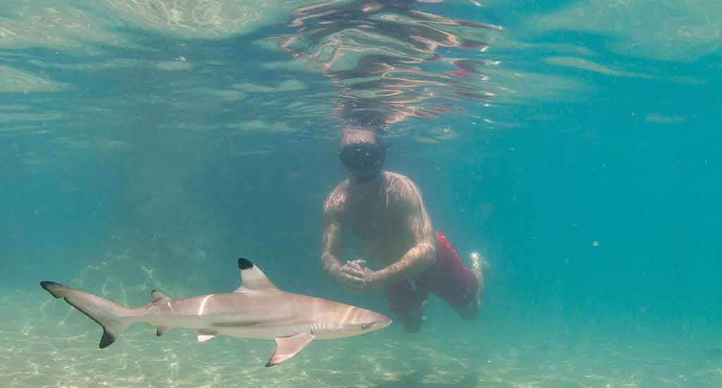 Baby black tip shark at Hin Wong Bay on Koh Tao