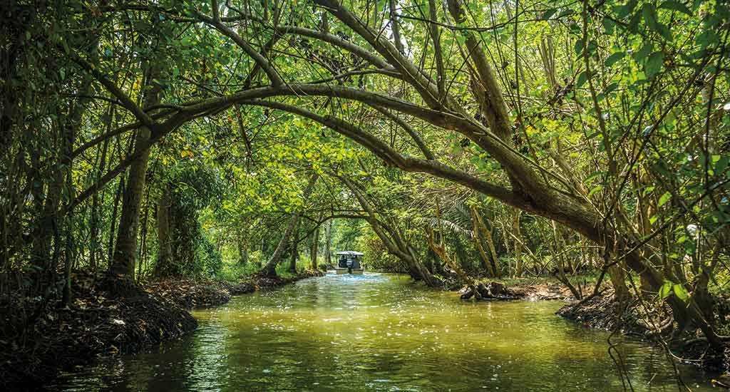 Mangrove trees in Isla Grande