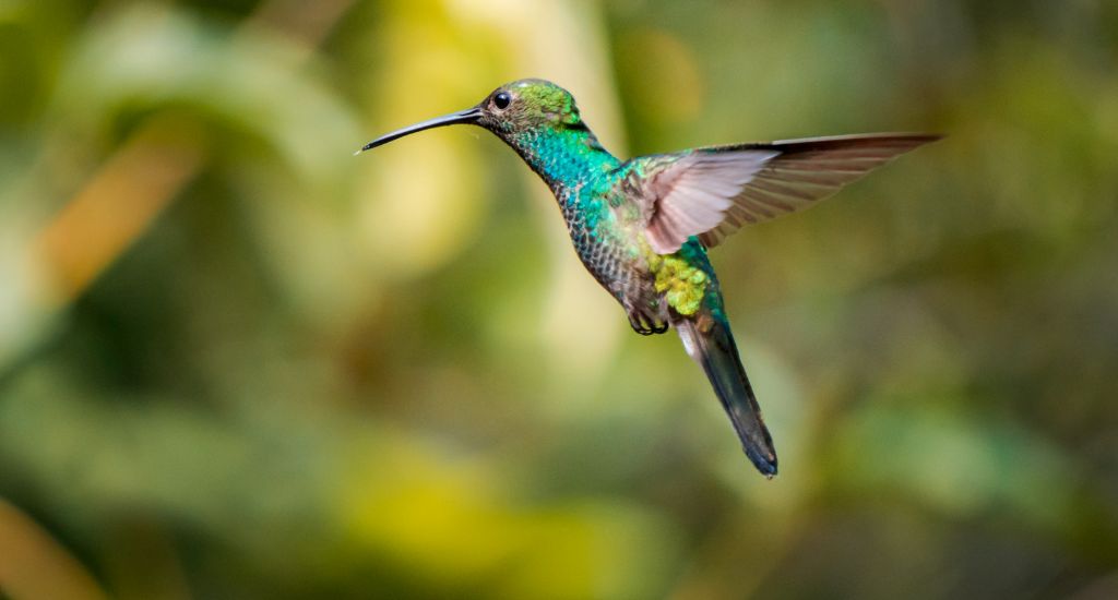 Hummingbird flying on bird tour in Anton Valley