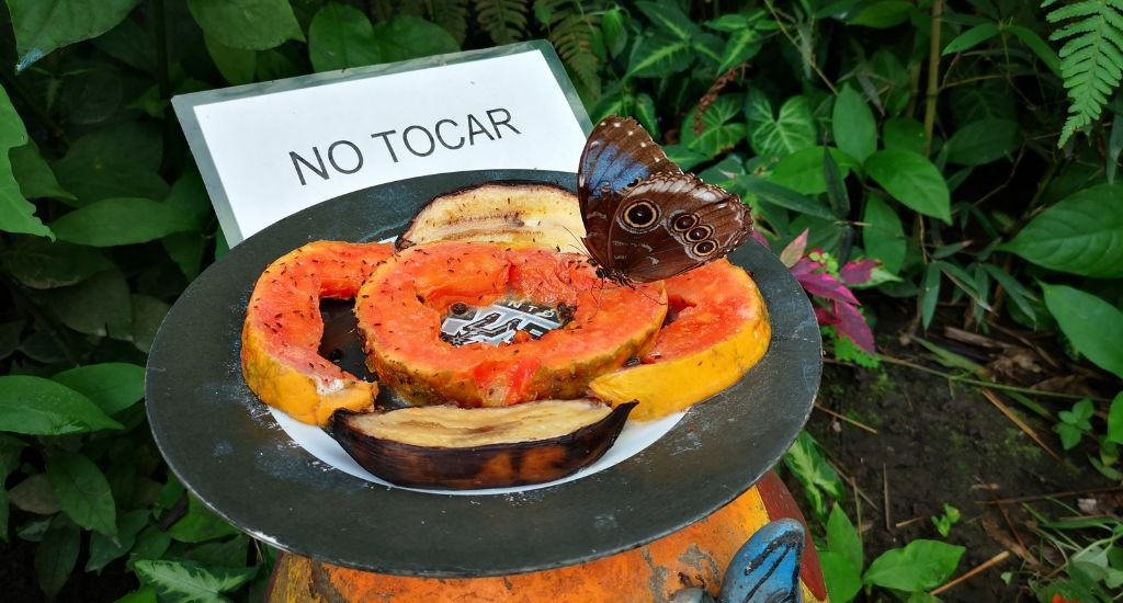 Butterfly eating papaya in butterfly haven in Anton Valley