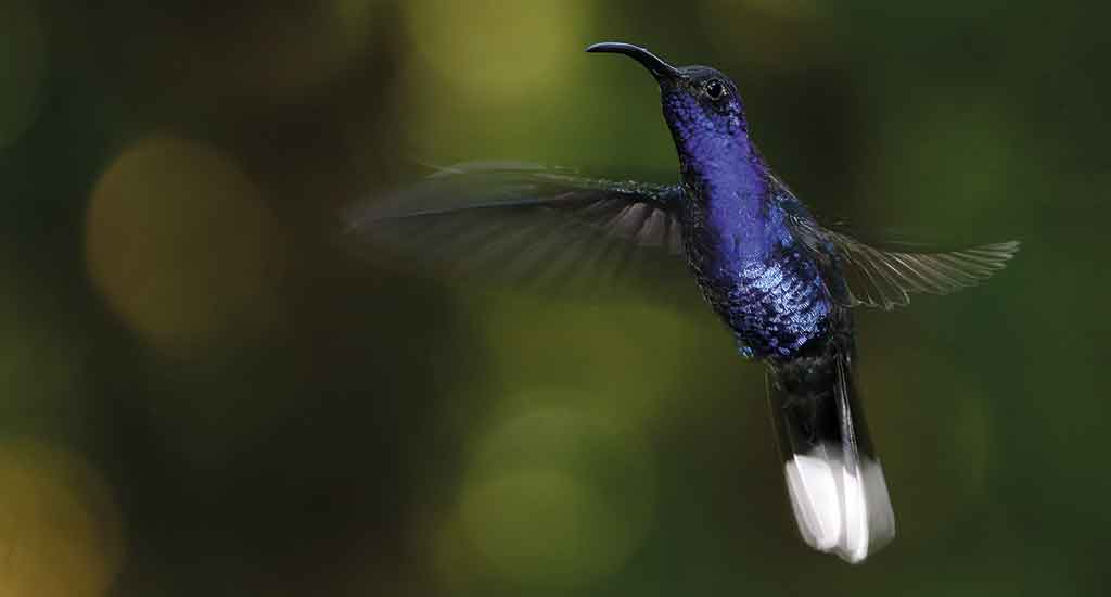Pájaro exótico en Monteverde Costa Rica