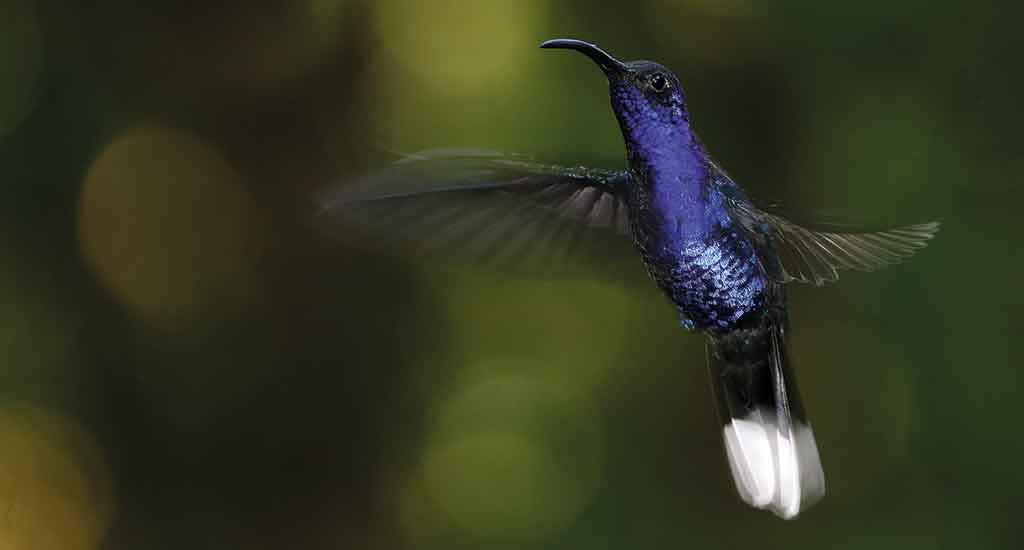 Exotic bird in Monteverde Costa Rica